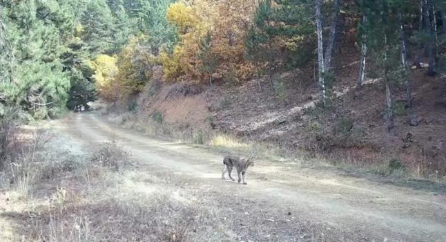 Çankırı'da vaşak ve yavruları görüntülendi