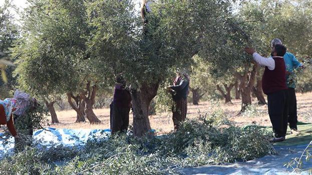 Kahramanmaraş'ta zeytin hasadı başladı! 24 bin 700 ton zeytin rekoltesi bekleniyor