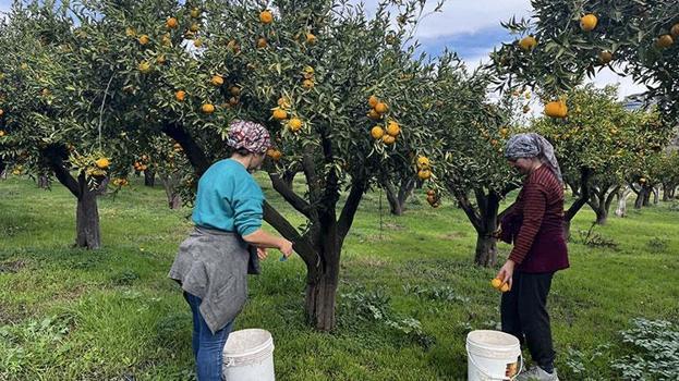 Bodrum'da coğrafi işaretli mandalinanın hasadı başladı! Bahçede 10 markette 50 lira