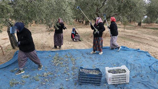 Trabzonlu kadınlar Tekirdağ'ın yolunu tuttu! Zeytin tarlalarında hasat mesaisi başladı