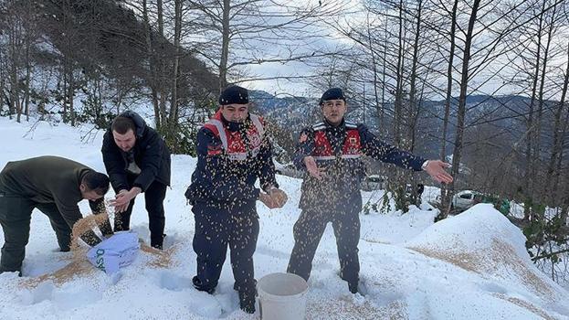 HAYDİ ekipleri yabani hayvanlar için harekete geçti: Giresun'da doğaya yem bırakıldı