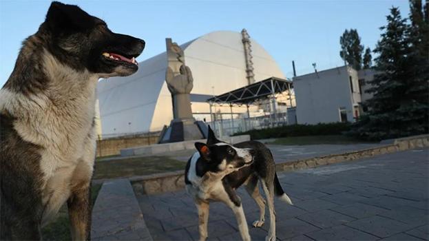 Çernobil'deki köpekler neden hızlı evrim geçiriyor?