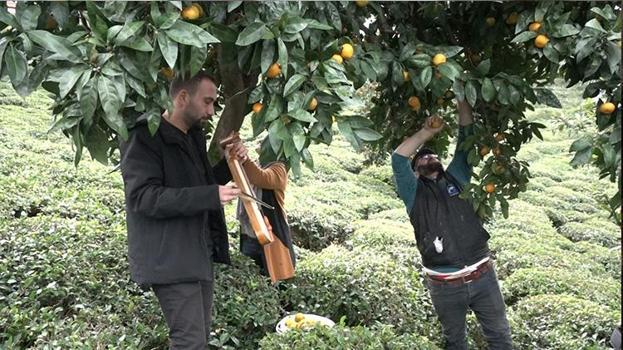 Rize'de kemençe eşliğinde mandalina hasadı