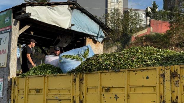 Rize'de kış geldi çay sezonu bitmedi! Mevsim değişikliği nedeniyle çayda 4. sürgün başladı, üreticiler memnun