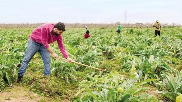 Suriyeli işçi çıkmazı! Tarım sektörü endişeli, inşaatçı ve tekstilciler rahat