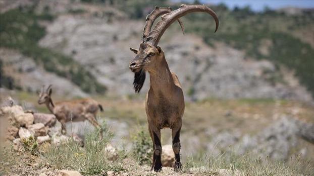 Tunceli'de yaban keçisi avlayan milletvekili dahil 4 kişiye 700 bin lira ceza kesildi.