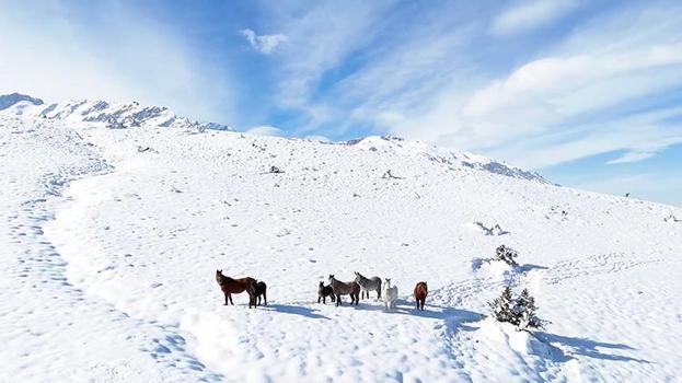 Erzincan'ın karla kaplı dağlarında yılkı atları dronla görüntülendi