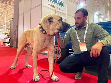 Şanlıurfa'nın simgesi olmaya aday: Çobanların vazgeçilmezi Guregh köpekleri uluslararası arenada