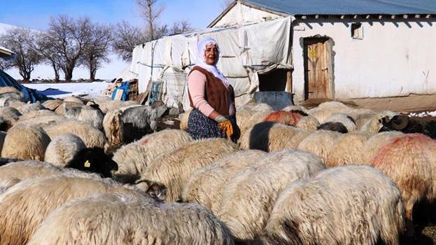 Eşinden gizli 80 koyun aldı şimdi koca bir sürü sahibi oldu! Van'da hayvancılığa kadın eli değiyor