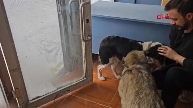 Ardahan'da acıkan ve üşüyen köpekler iş yerlerinin kapısını çalıyor!