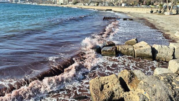 Marmara'da alarm! Kızıl yosun akıntısı kıyılara vurdu