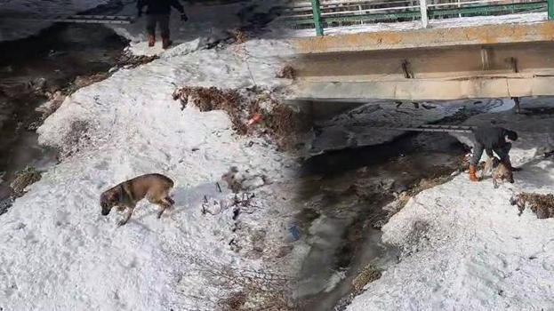 Dondurucu soğukların görüldüğü Bayburt'ta köpek kurtarma operasyonu! Buz tutan nehre girdi