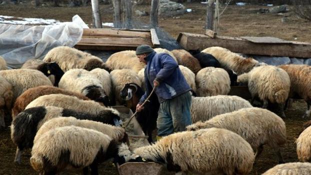 Köyüne dönen kazanıyor! Devletten 100 koyun aldı, 3 yılda 5 katına çıkardı