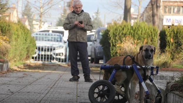 Ordu'da duygulandıran olay: Minibüs çarpan sokak köpeğini demirden yürüteçle hayata döndürdü