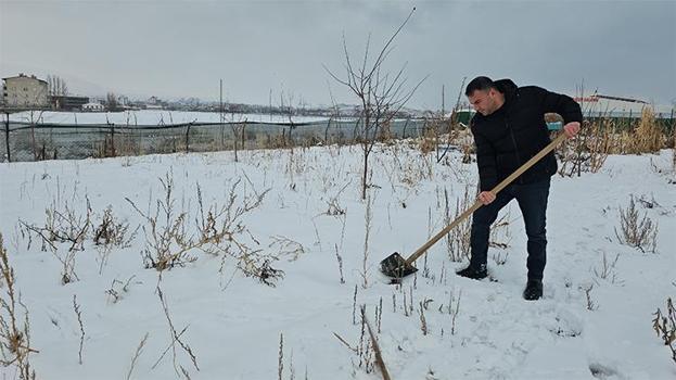 Bitlis'te buz gibi havada hasat başladı! Kar altından gün ışığına çıkarıldı