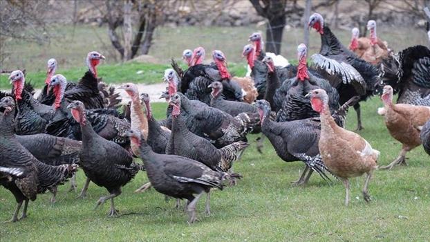 Yılbaşı sofralarının vazgeçilmezi hindi bu yıl tezgahta kaldı