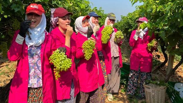 Manisalı üretici 2024'ün ihracatından memnun, Alaşehir'in sultanisi 69 ülkeye gitti