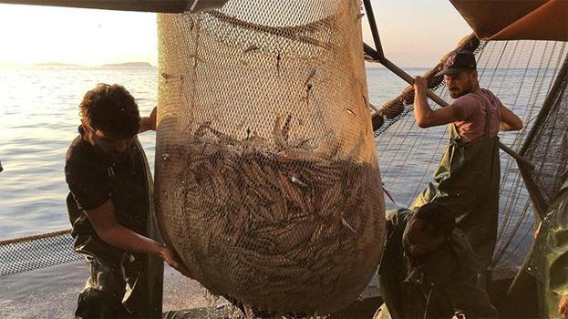 Marmara Denizi'nde beklenen lüfer akını olmadı