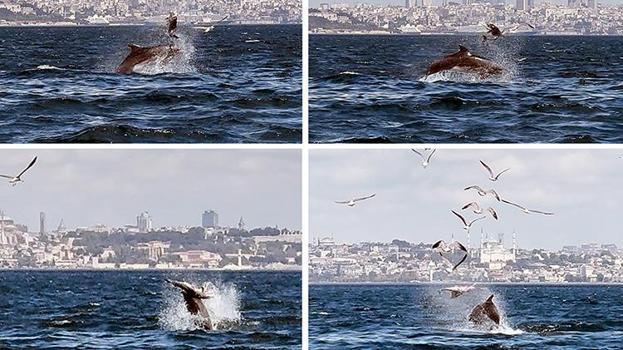 Kınalıada açıklarında yetişkin yunusun yaptığı hareket bilim dünyasını harekete geçirdi!