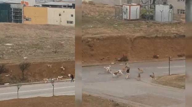 Ankara Yenimahalle'de köpekler vatandaşlara saldırdı