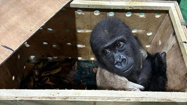 Bakanlık yavru gorile isim arıyor: Sosyal medyada kampanya başlatıldı