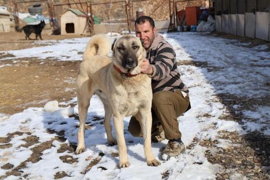 Pusuyu böyle kurup, kurdu böyle avlıyor! Kangal köpeğinin özellikleri hayran bırakıyor