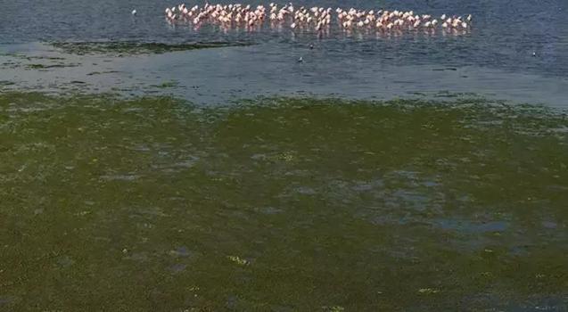 İzmir Körfezi'nde deniz yosunu tabakası