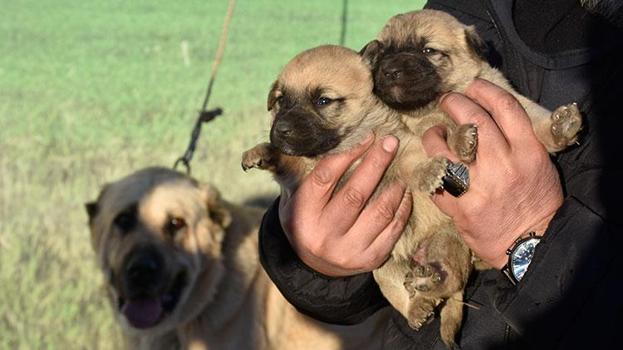 Kangal köpeği sevdasını 'safkan' üretim çiftliğine dönüştürdü