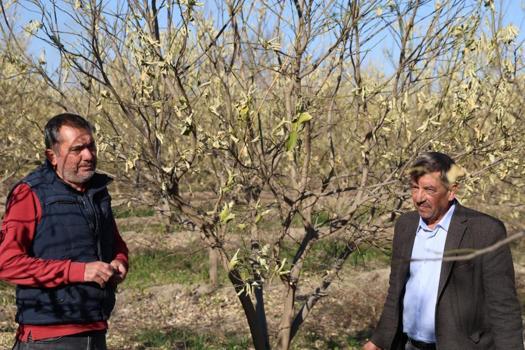 Zirai donun izleri! Solan marullar, yaprak döken ağaçlar: Yüzde 60'dan fazlası zarar gördü