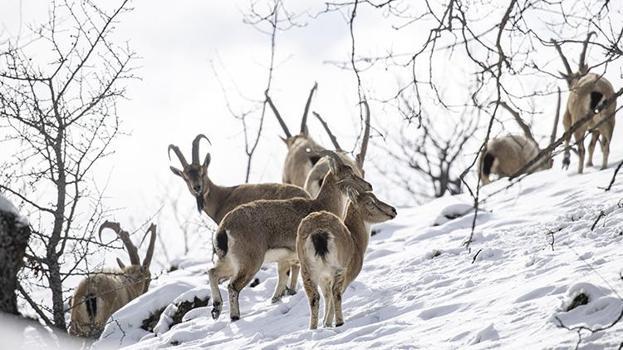 Tunceli dağlarındaki yaban keçileri fotoğrafçıların ilgisini çekiyor