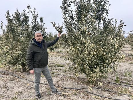 Türkiye'nin üretim merkezinde zarar yüzde 70! Soğuk hava dalgası hepsini yaktı