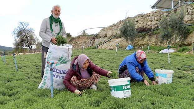 Hatay'da zahter hasadı başladı! Faydaları saymakla bitmez fiyatı belli oldu