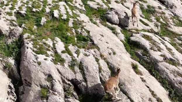 Elazığ'da köylüler görünce inanamadı! Sürü halinde yakalandılar, bakanlık devreye girdi