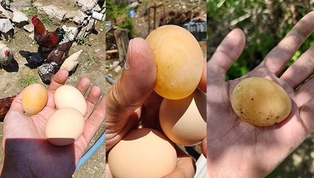 Sabah kümese gitti, bu yumurtayı görünce gözlerine inanamadı
