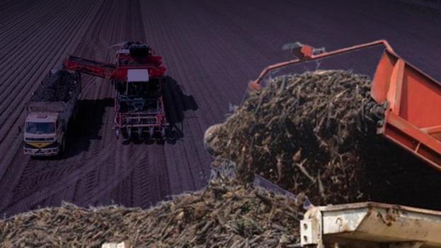İlk hasat başladı, günde 500 ton toplanıyor! 81 ilden talep patladı, 4 bin 900 TL'ye satıyor