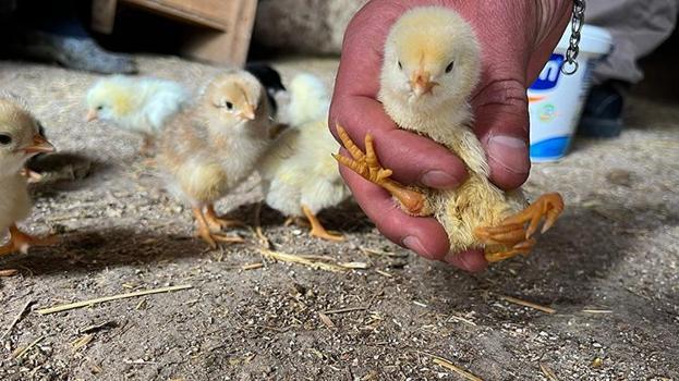 'İlk kez böyle bir durumla karşılaştı' Yumurtadan çıkan civcivi görenler şaştı kaldı