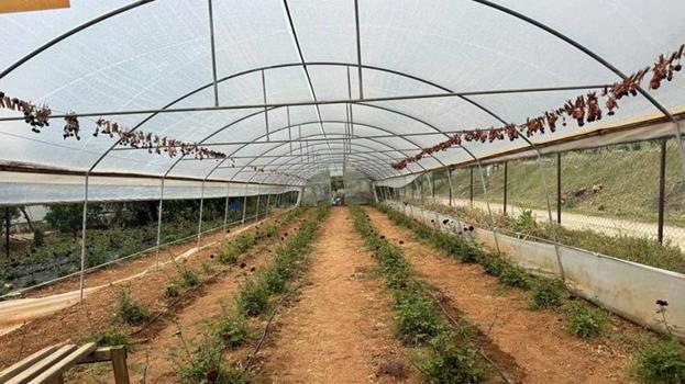 Dünyada nadir yetişiyor, Türkiye'de sadece Şanlıurfa'da var! Hasat başladı, cepleri dolduracak