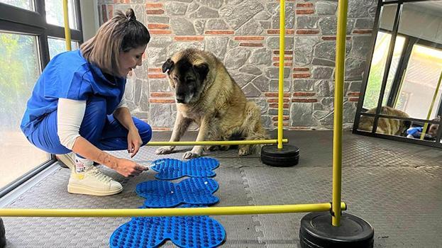 3 ayda 10 kilo veren obez köpek 'Duman', yeni yuvasını arıyor