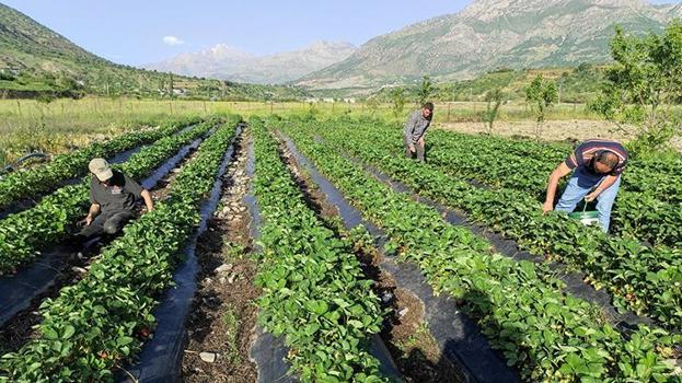 Üç aile bir araya geldi, sadece denemek için başladı! Şimdi 400 ailenin geçim kapısı oldu, kasa kasa satıyorlar