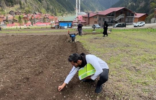 Uzungöl’de Arap turistler, tarlada mısır eken vatandaşlara hurma dağıttı, tarla belledi