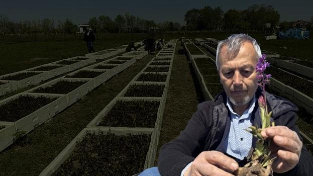 Samsun'da başladı, Türkiye'ye yayıldı! Özel izinle hasat yapıldı, tek yanlış araziyi yok ediyor, kilosu 4.000 TL