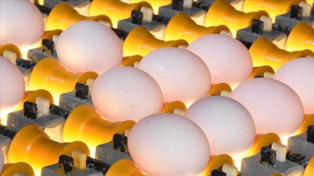 Her gün milyonlarcası çöpe gidiyor! Yumurta kabuğu deyip geçmeyin, 4 katı fiyata satılabiliyor