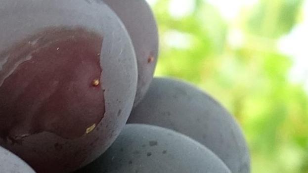 Mersin'de ilk hasat başladı! Siyah inci yüz güldürdü! Üretici kilosunu 250 TL'den satıyor
