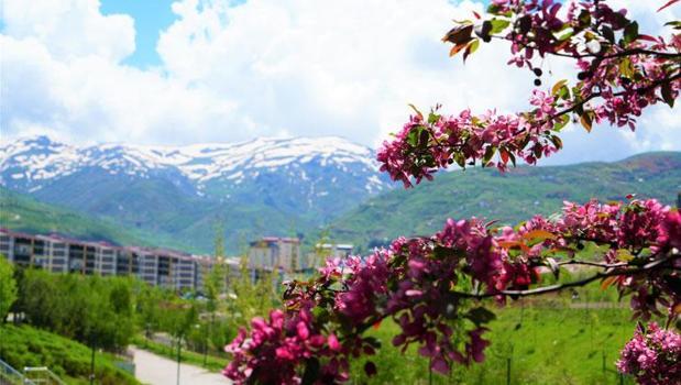 Muş'ta bahar geldi, çiçek açan Çin elması ağaçları kartpostallık görüntüler oluşturdu