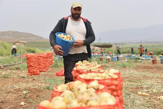 Sofraların vazgeçilmezinde hasat başladı! Tarlada 7 lira markette 30 lira