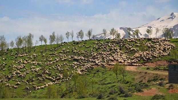Diyarbakır ve Mardin'den yola çıktılar! 30 günlük zorlu yolculuktan sonra hedeflerine ulaştılar