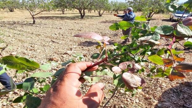 Türkiye'de üretimi dörtte bir azaldı! İki hasat dönemi var: 2026'da fiyatı uçar