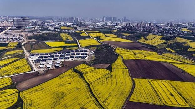 İstanbul kanola tarlaları ile süslendi