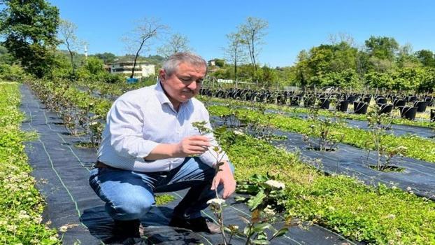 Siyaseti bıraktı, aromatik şifa bahçesi kurdu!