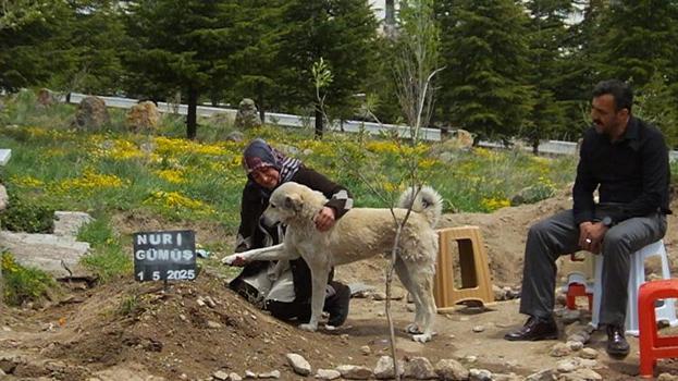 Nevşehir'de duygulandıran vefa! Sahibi ölen 'Garip' isimli köpek mezarın başından ayrılmıyor!